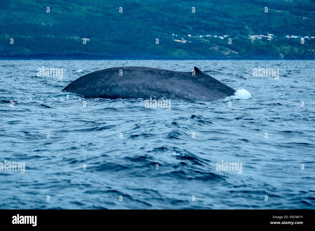 Eine riesige Blauwal Bögen ihr zurück als sie Tauchgänge auf der Suche nach Krill Stockfoto