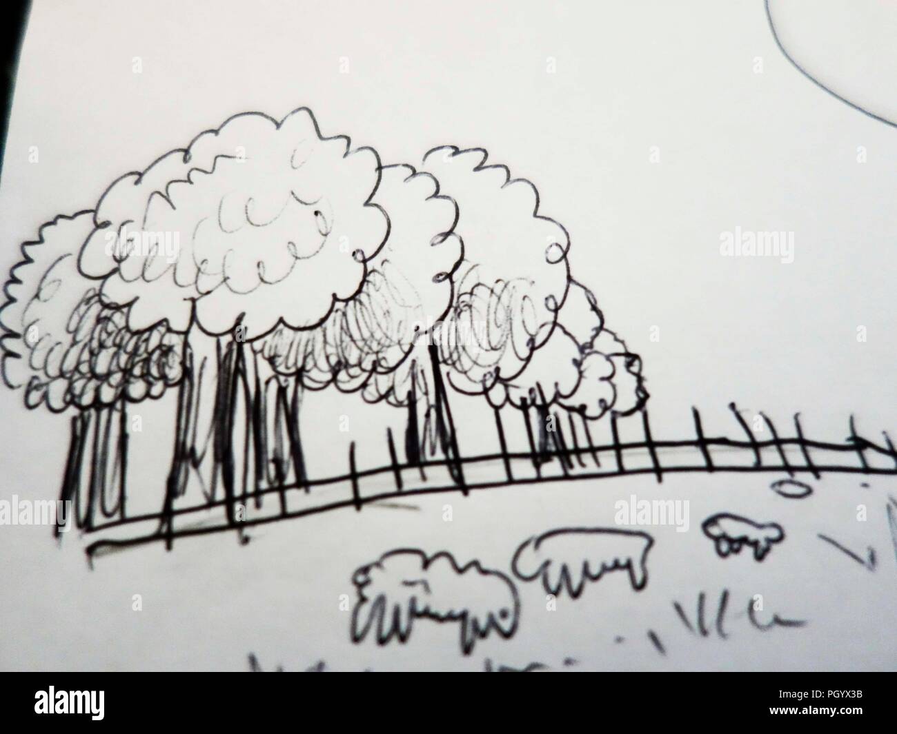 Schaf Zeichnen Süß Schaf Zeichnen Süß