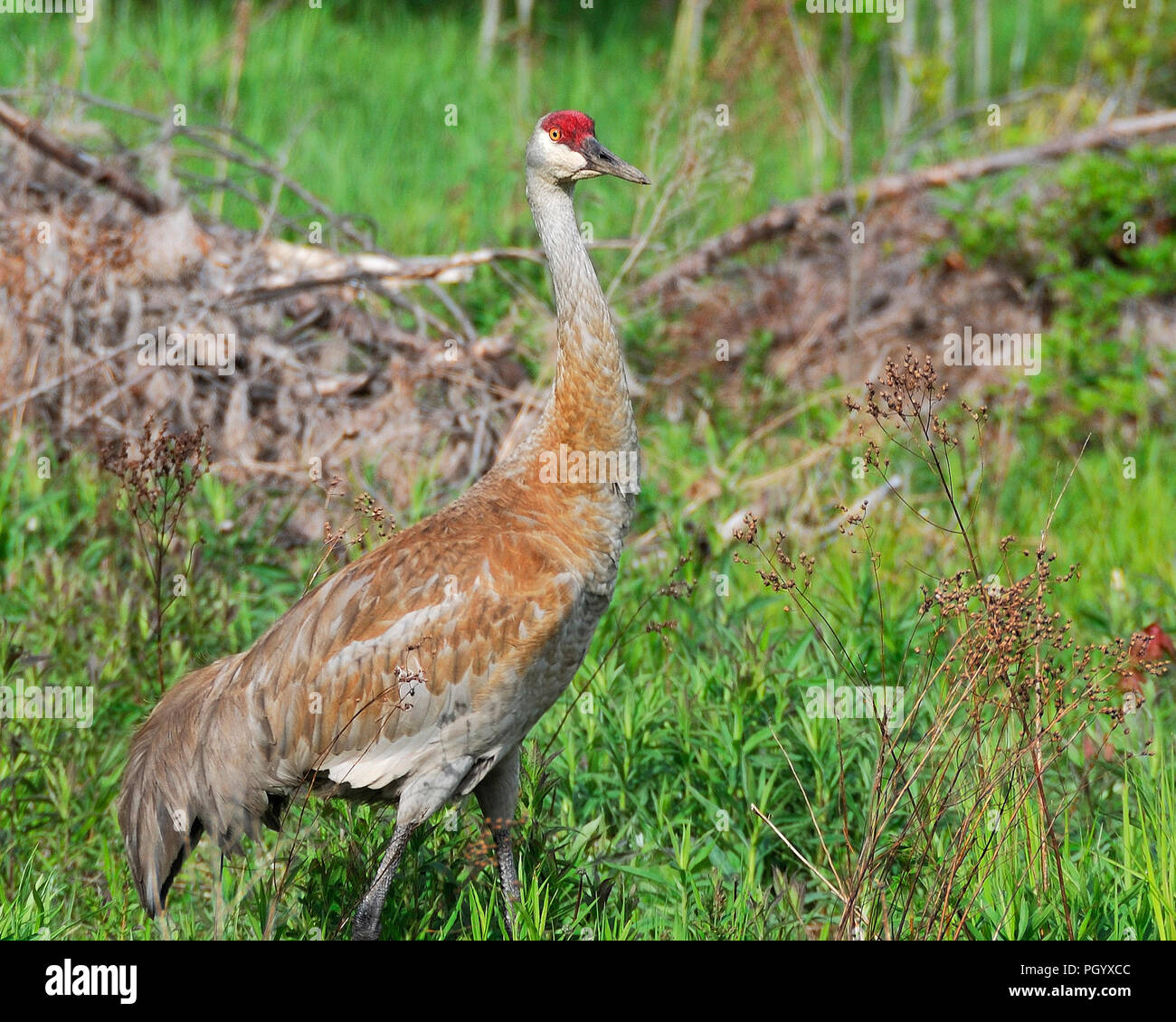 Sandhill Crane hautnah genießen ihre Umgebung. Stockfoto
