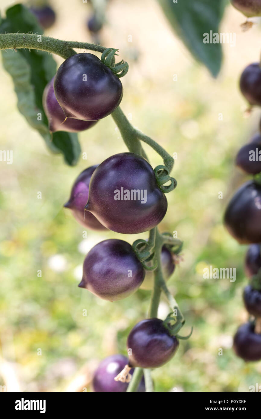 Lysopersicon esculentum. Tomate 'Indigo Cherry". Stockfoto