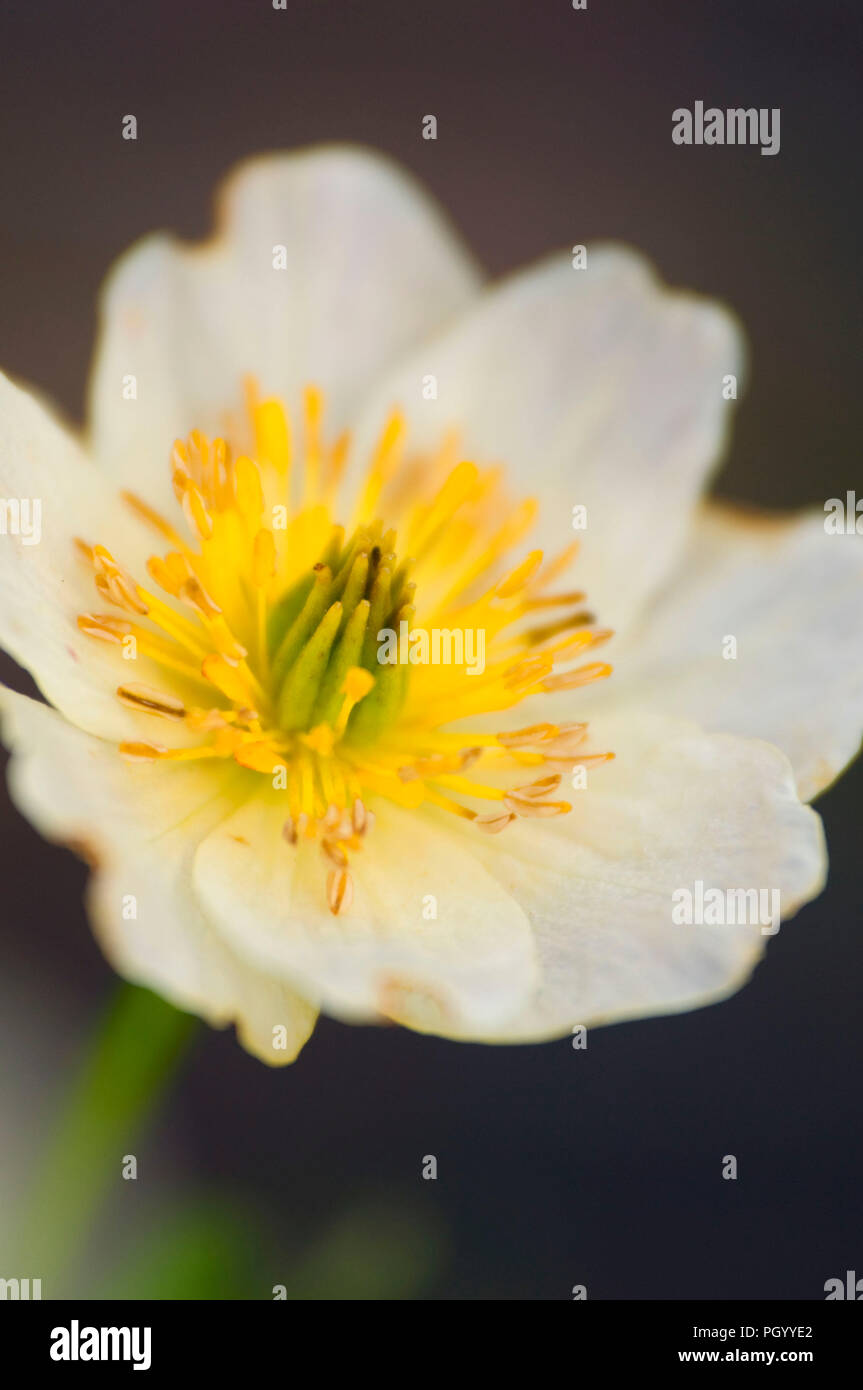 Marsh Marigold entlang Cliff Lake Trail, Lolo National Forest in Montana Stockfoto