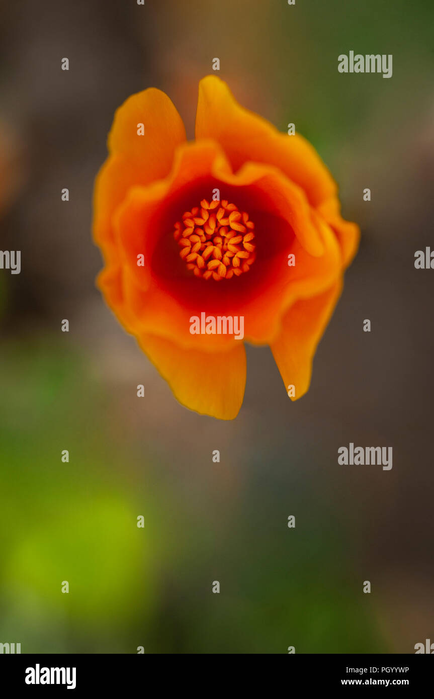 Eine Nahaufnahme, Ansicht eines einzelnen Kalifornischer Mohn. Stockfoto