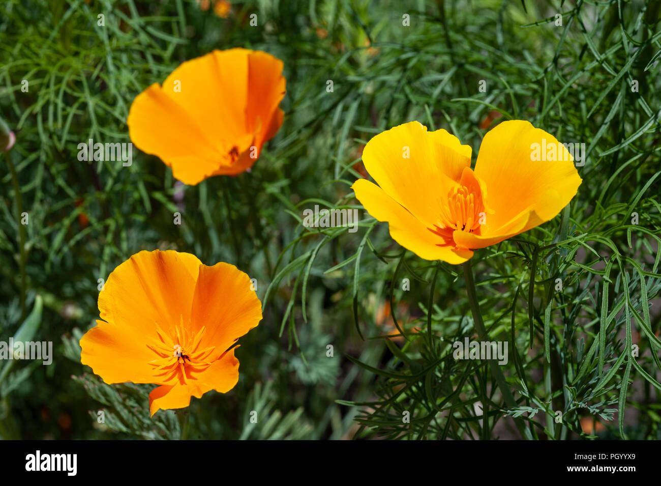 Kalifornien Mohn, der California State Flower, in der Blüte. Stockfoto