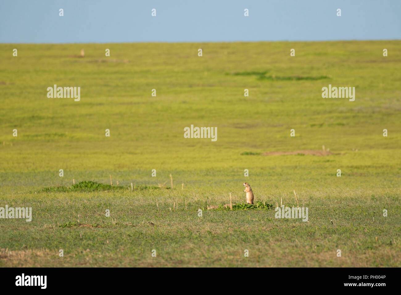 Prairie dog, ersten Völker Buffalo Jump State Park, Montana Stockfoto