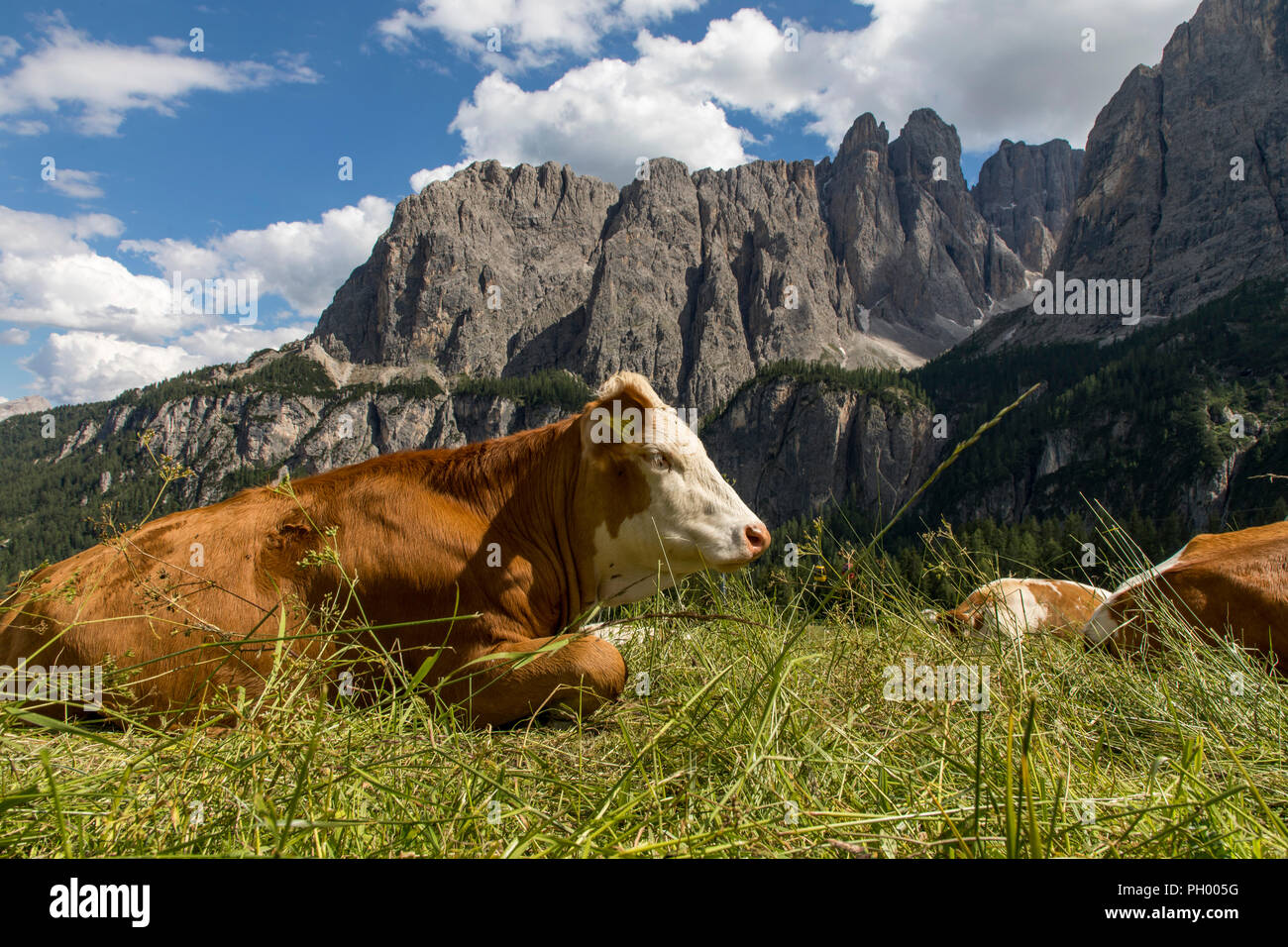 Südtirol, Trentino, Italien, Kühe auf einer Weide auf dem Gršdner Pass, pass in Südtirol, Stockfoto