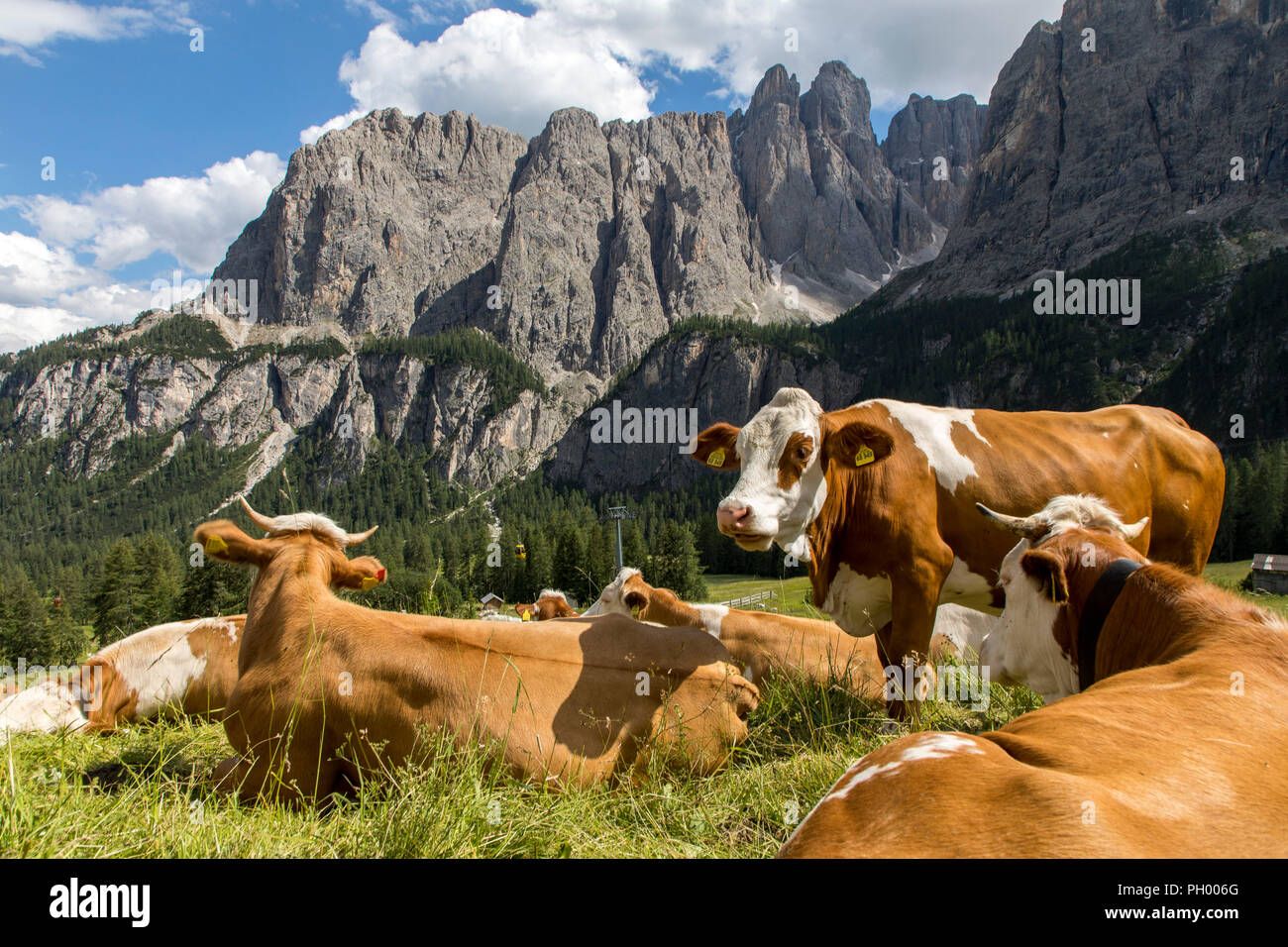 Südtirol, Trentino, Italien, Kühe auf einer Weide auf dem Gršdner Pass, pass in Südtirol, Stockfoto