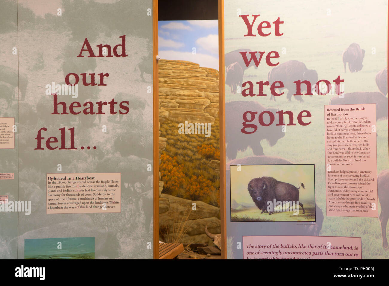 Visitor Center Display, ersten Völker Buffalo Jump State Park, Montana Stockfoto