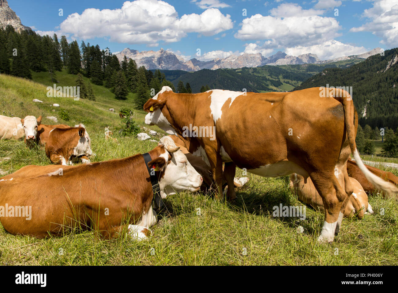 Südtirol, Trentino, Italien, Kühe auf einer Weide auf dem Gršdner Pass, pass in Südtirol, Stockfoto