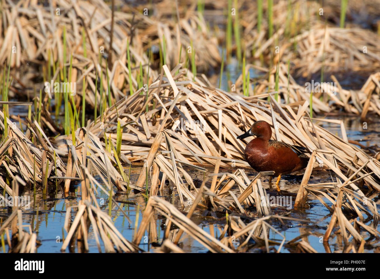 Cinnamon teal, Benton Lake National Wildlife Refuge, Montana Stockfoto