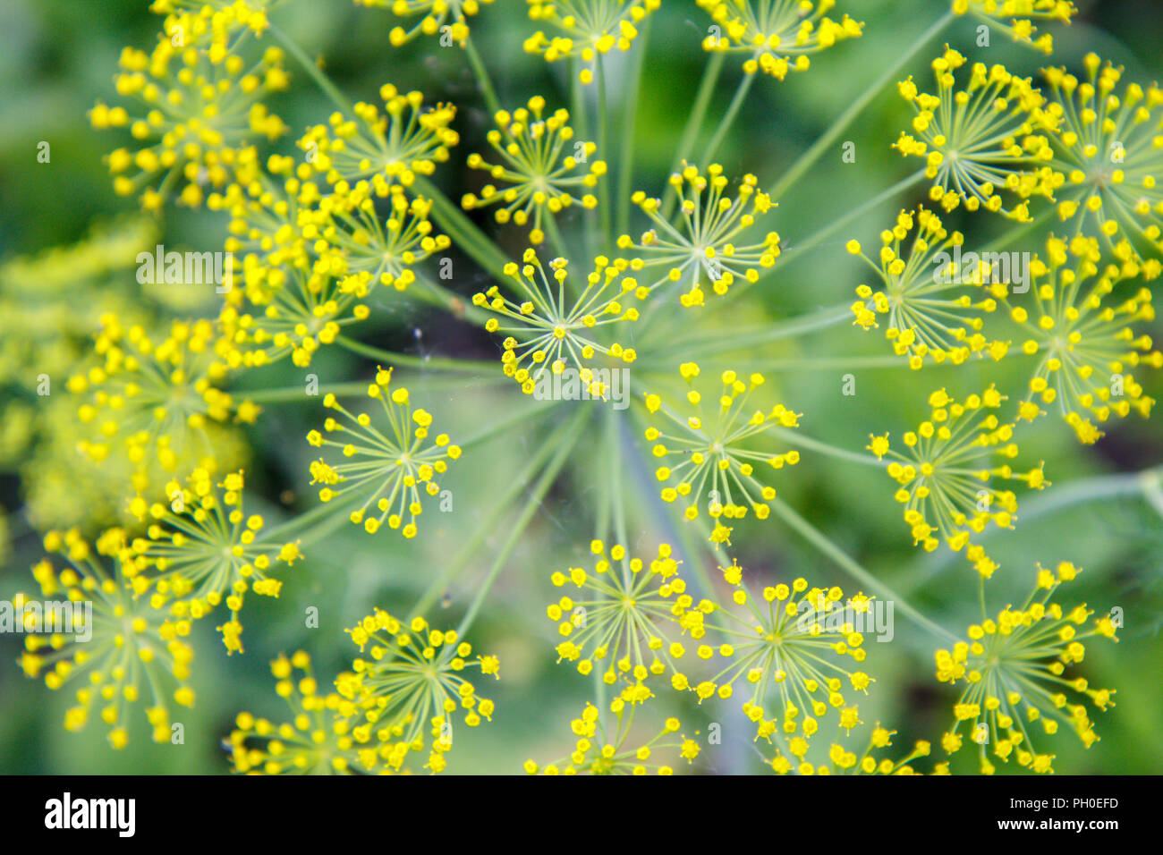 Blumen von Dill im Garten mit unscharfen gleichen Blumen im Hintergrund. Ansicht von oben. Geringe Tiefenschärfe. Natürliche Hintergrund. Stockfoto