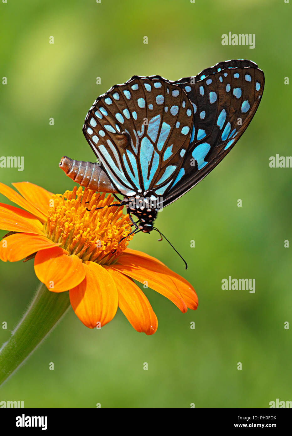 Blue Tiger Butterfly oder Danaid Tirumala limniace auf eine Orange Blume mit grünem Hintergrund. Stockfoto