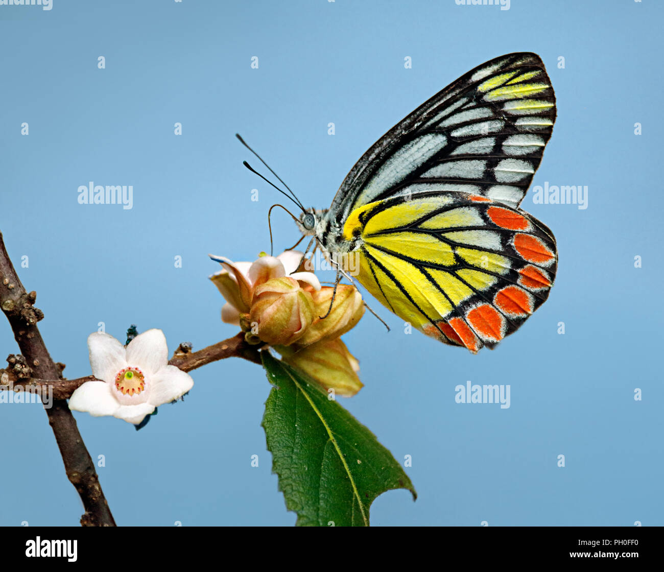 Delias eucharis oder gemeinsamen Isebel Schmetterling Baden auf ein Bündel von rosa Blüten auf blauem Himmel Hintergrund Stockfoto