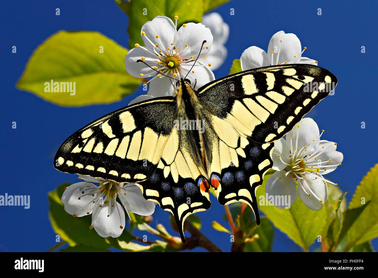Pieris brassicae oder gewöhnlichen gelben Schwalbenschwanz Schmetterling auf spring blossom am Himmel Hintergrund. Stockfoto