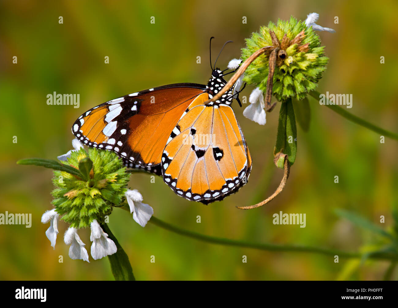Orange Schmetterling Plain Tiger oder Danaus chrysippus trinken Nektar unter weißen Blumen in einem Garten. Stockfoto