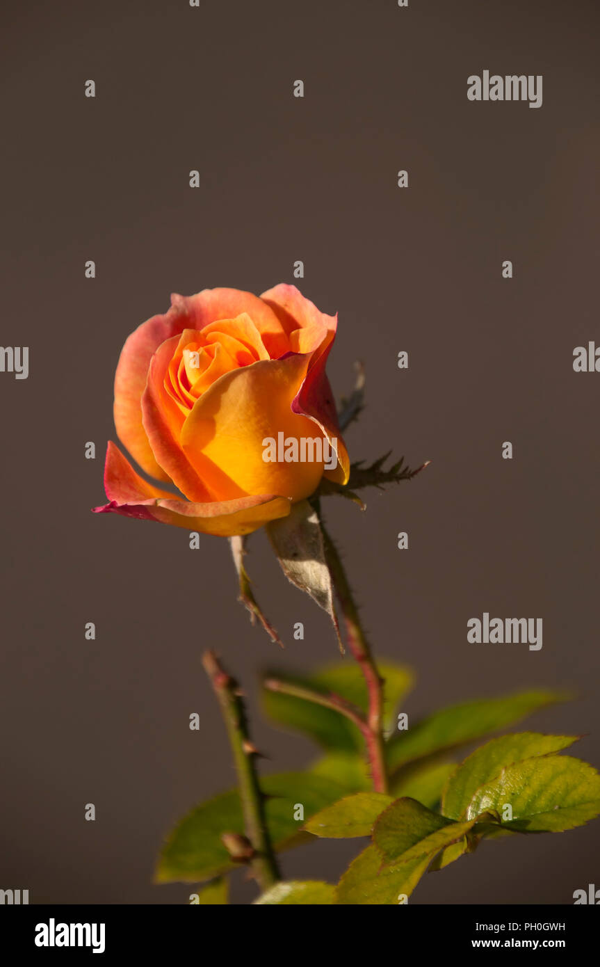 Sydney Australien, orange rose Stammzellen an einem sonnigen Nachmittag Stockfoto