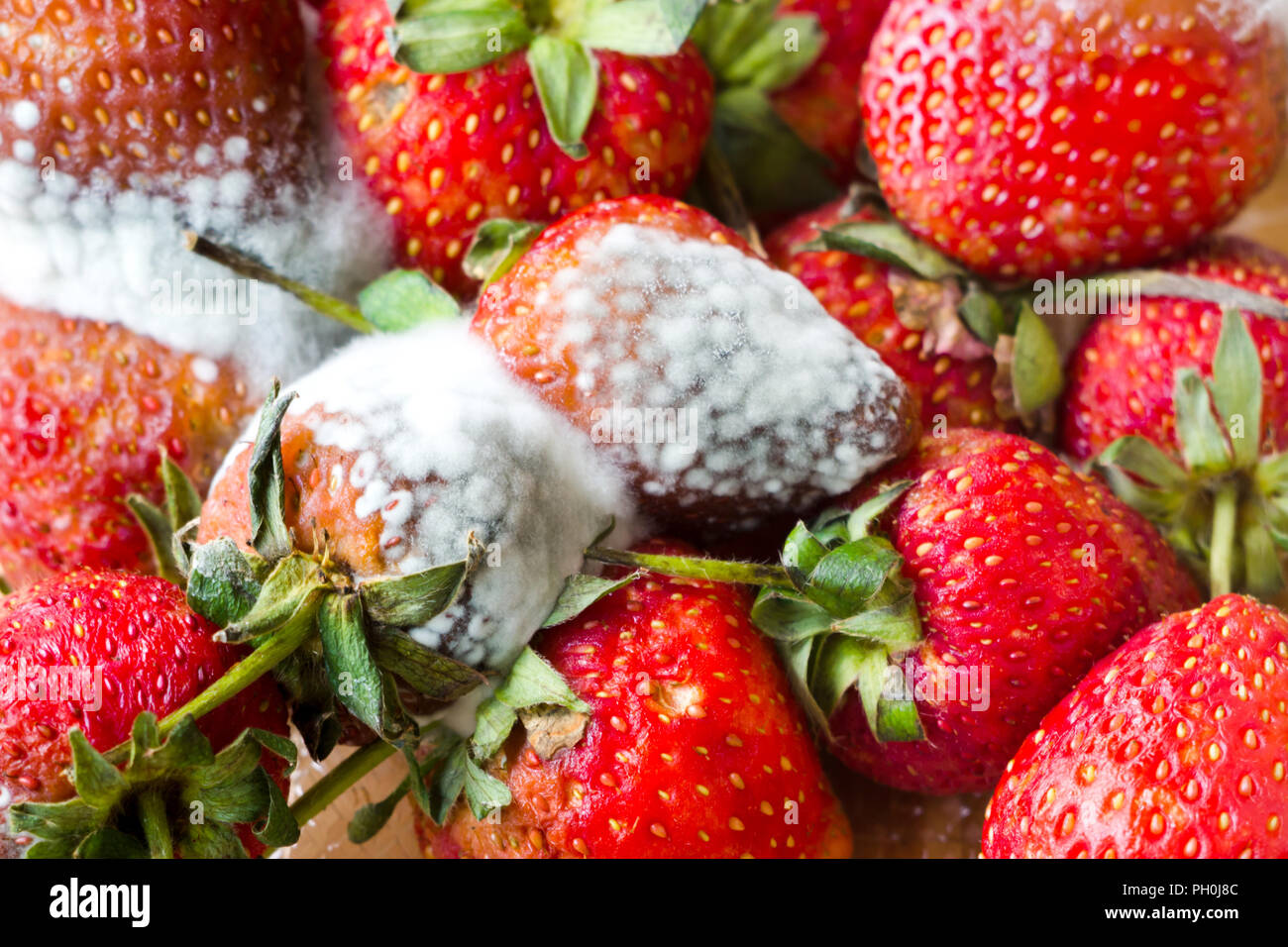 Grauer Schimmel auf rote reife frische Erdbeeren von Farm sind in der QC-Prozess vor dem Senden auf den Supermarkt zu verkaufen gefunden. Stockfoto