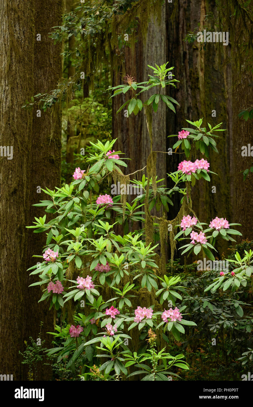 Rhododendron blühen und Redwood Tree trunks; Jedediah Smith Redwoods State Park, Kalifornien. Stockfoto
