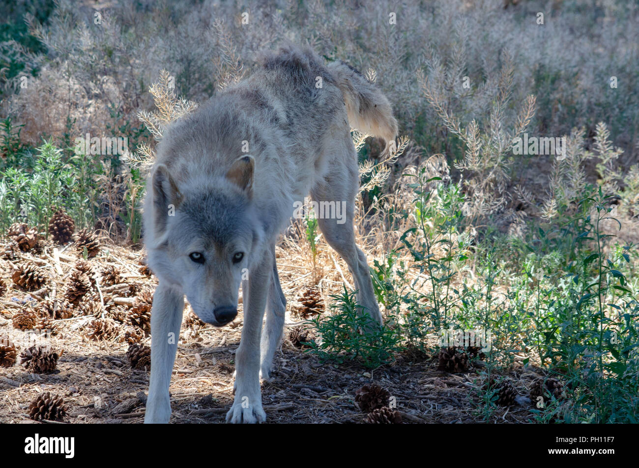 Grauer Wolf in Colorado Stockfoto