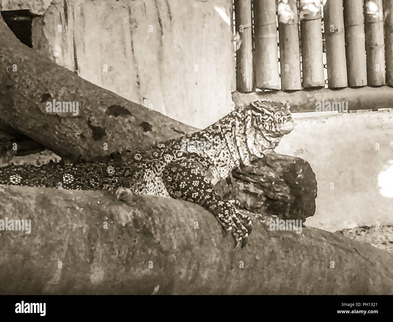 Der Nil Monitor (Varanus niloticus), auch genannt der Afrikanischen kleinen Korn Eidechse bei der öffentlichen Zoo. Stockfoto