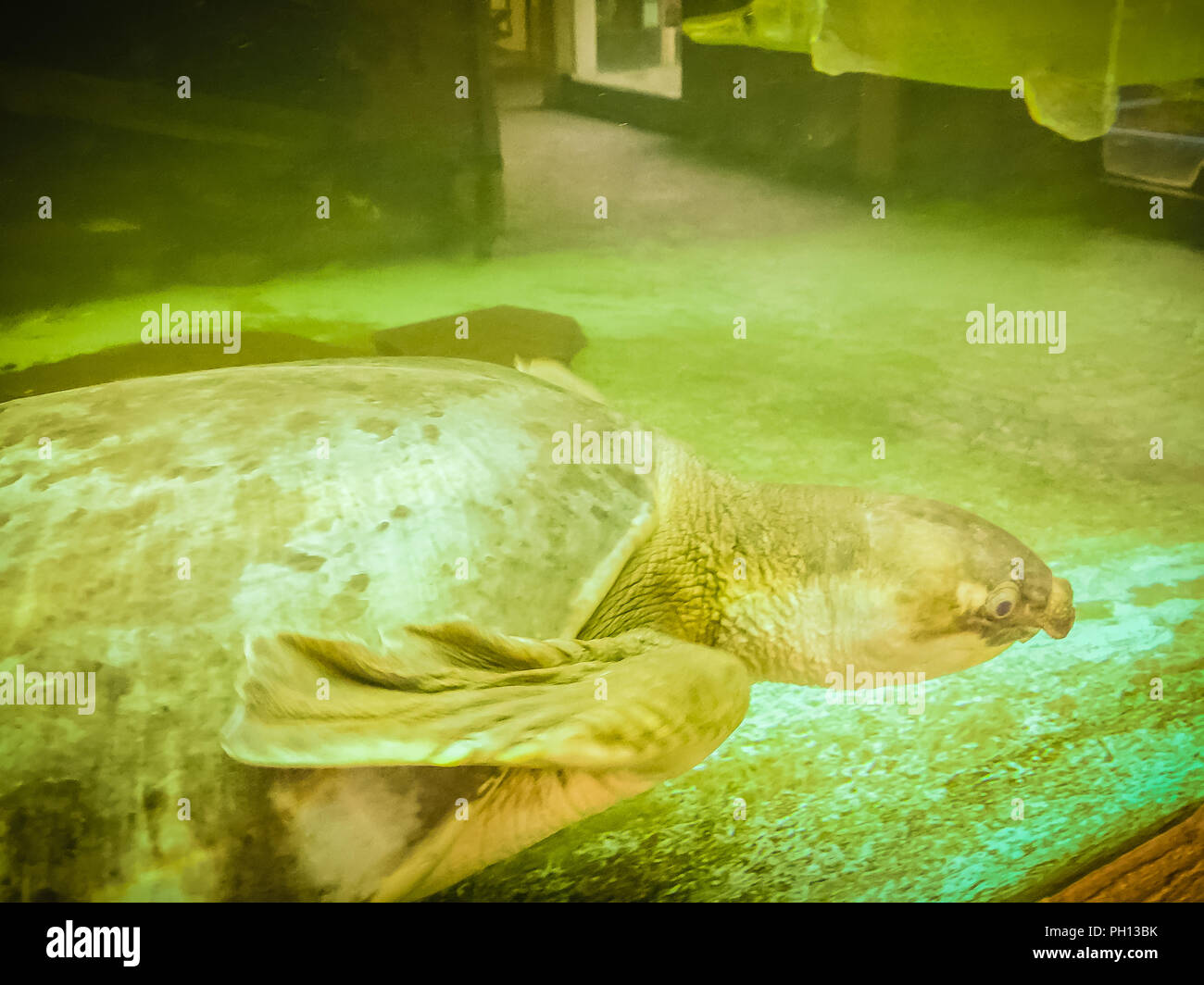 Long-necked Turtle (Snake-necked Turtle) ist das Schwimmen im Teich. Stockfoto