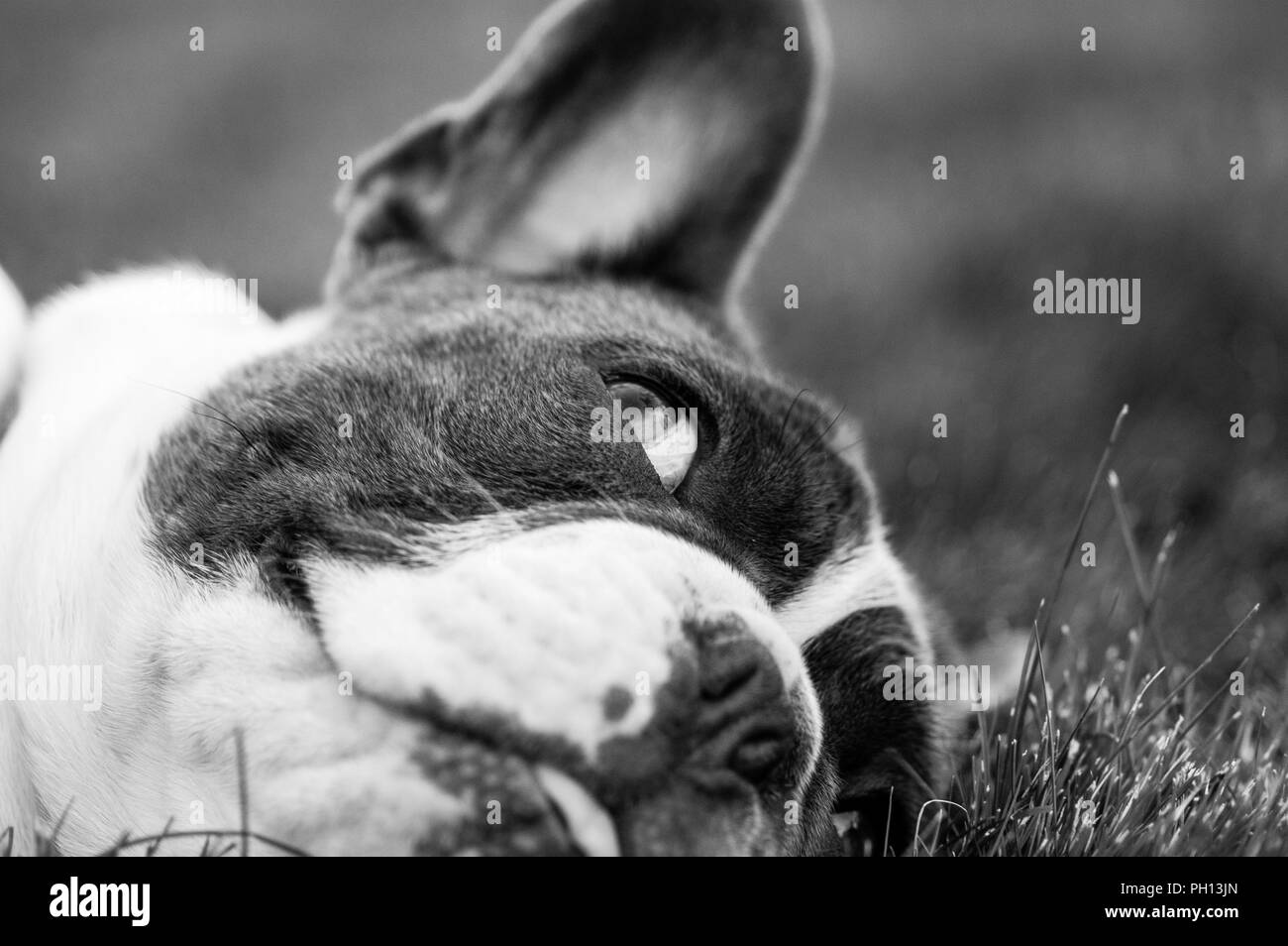 Junge verspielte 6 Monat alte Französische Bulldogge für meine Kamera posieren und spielen im Herbst Blätter. Stockfoto