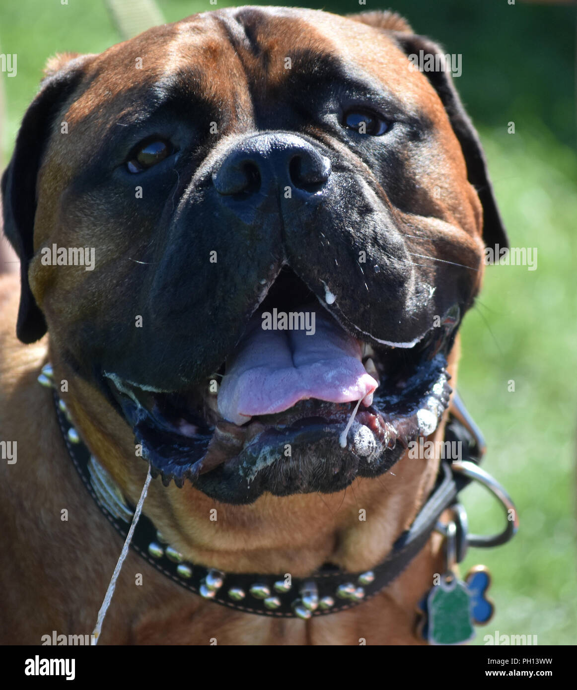 Old English Mastiff Hund sabbern an einem heißen Tag Stockfotografie - Alamy