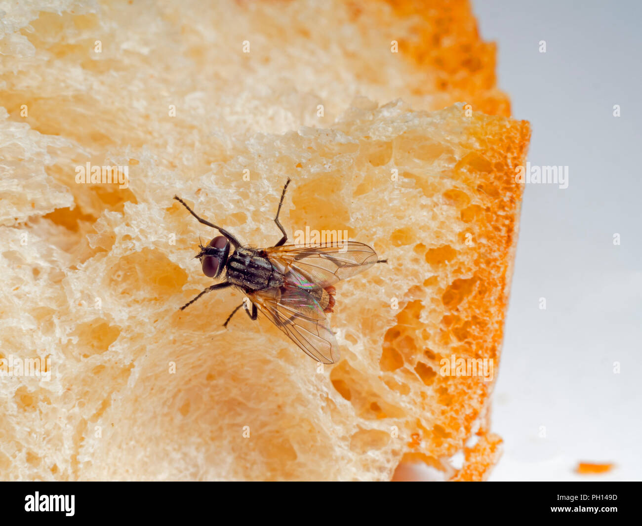 Stubenfliege Musca domestica closeup mit Parasiten Stockfoto