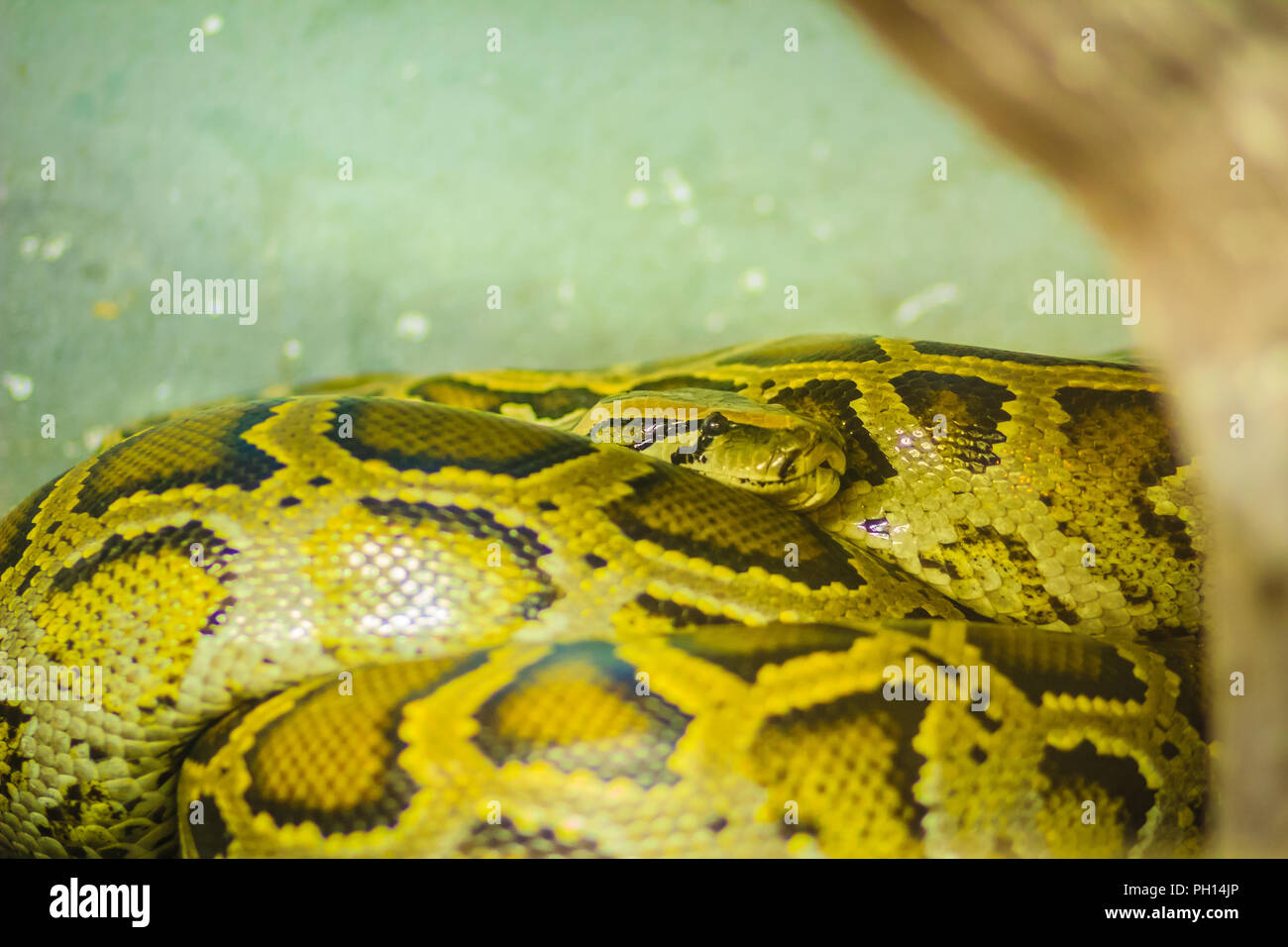 Der Tigerpython (Python bivittatus) ist eine der fünf größten Schlangenarten in der Welt. Es ist zu einer großen tropischen Süden und S Stockfoto