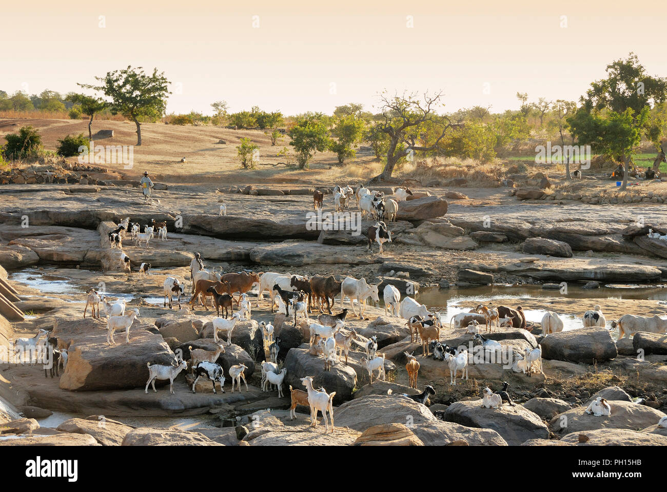 Eine Herde von Ziegen in der Sangha in der bandiagara Escarpment. Der Dogon. Mali, Westafrika Stockfoto