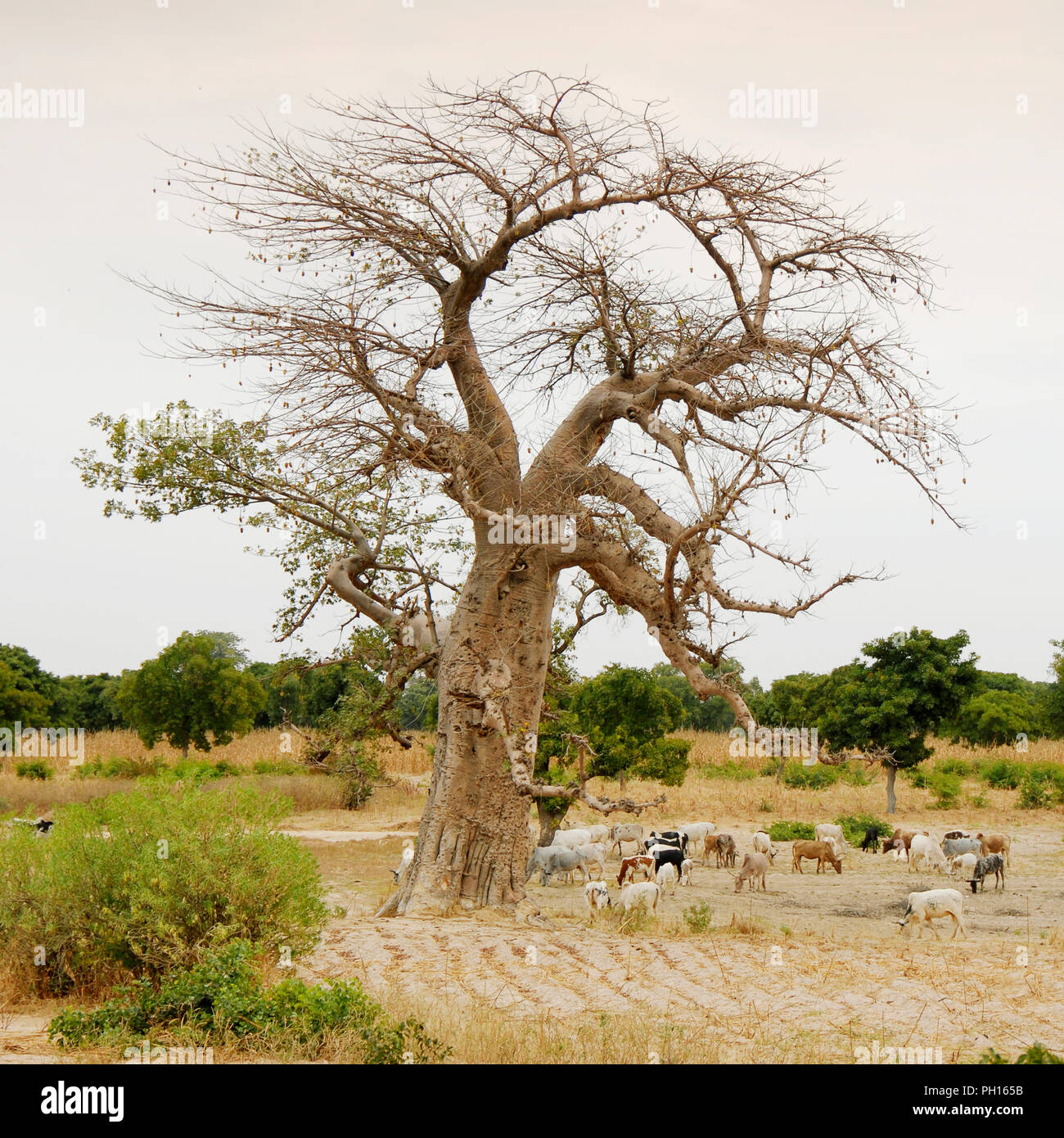 Baobab in der Nähe von Mopti, Mali. Westafrika Stockfoto