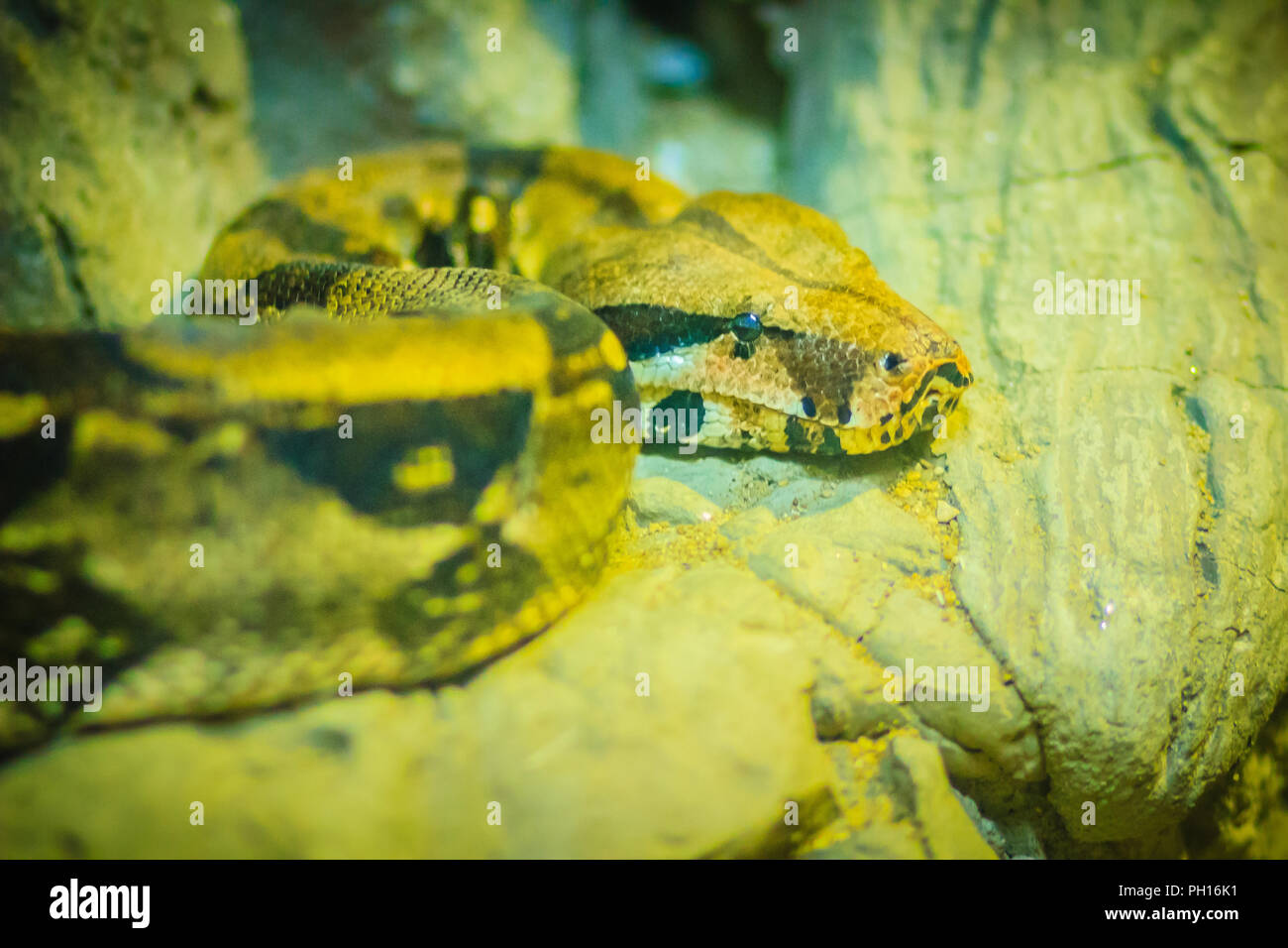 Die Boa constrictor (Boa constrictor), auch genannt die Red-tailed Boa oder gemeinsamen Boa. Stockfoto