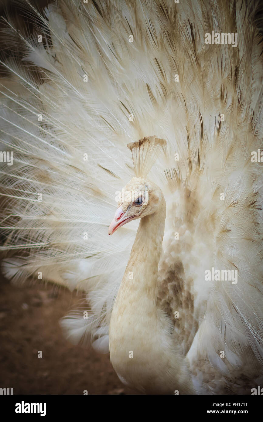 Schöne weiße Pfauen mit Federn aus. Weißer Pfau mit gespreizten Federn. Albino Pfau mit voll Schwanz geöffnet. Stockfoto