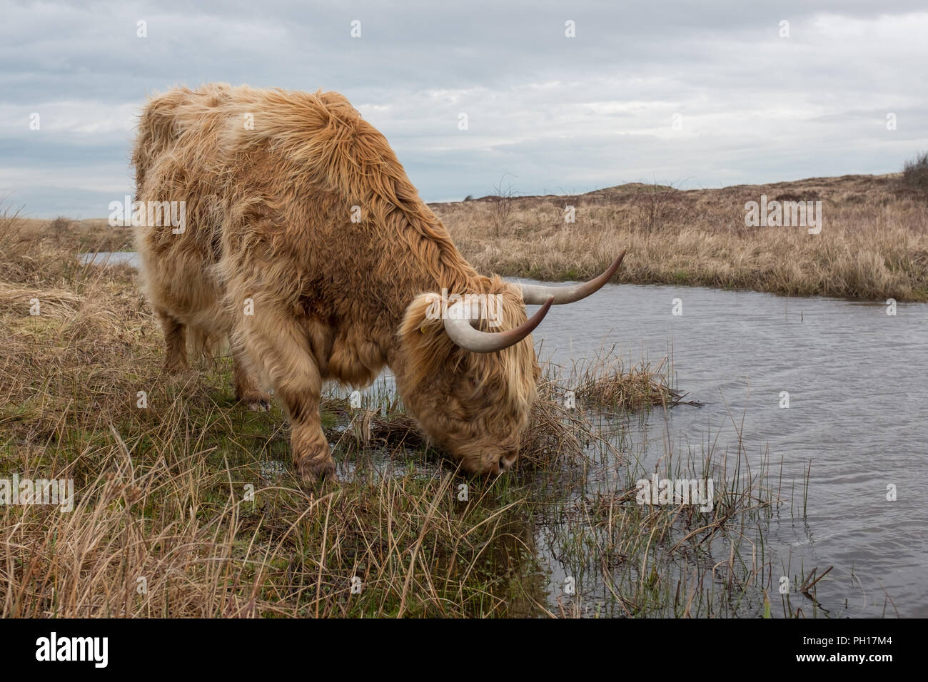 Scottish Highland Kuh in die Dünen von Texel, Dienstag, 28. Februar 2017, Texel, Niederlande. Stockfoto