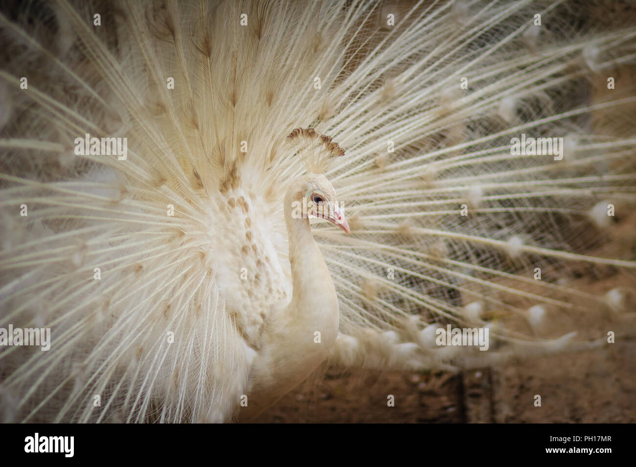 Schöne weiße Pfauen mit Federn aus. Weißer Pfau mit gespreizten Federn. Albino Pfau mit voll Schwanz geöffnet. Stockfoto