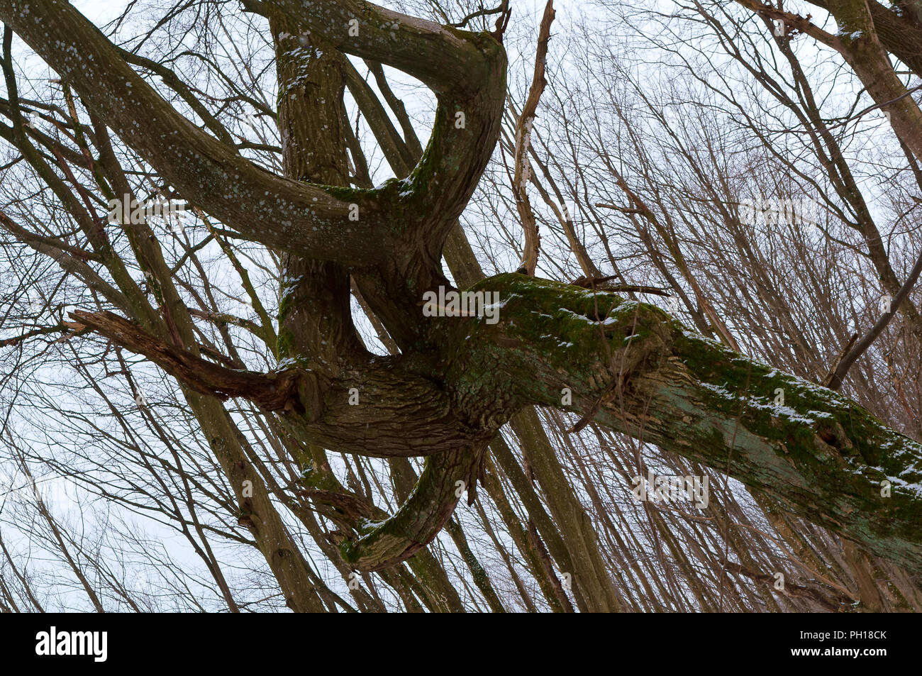 Gebogene Baumstamm, gekrümmte Zweige der alten Baum Stockfoto