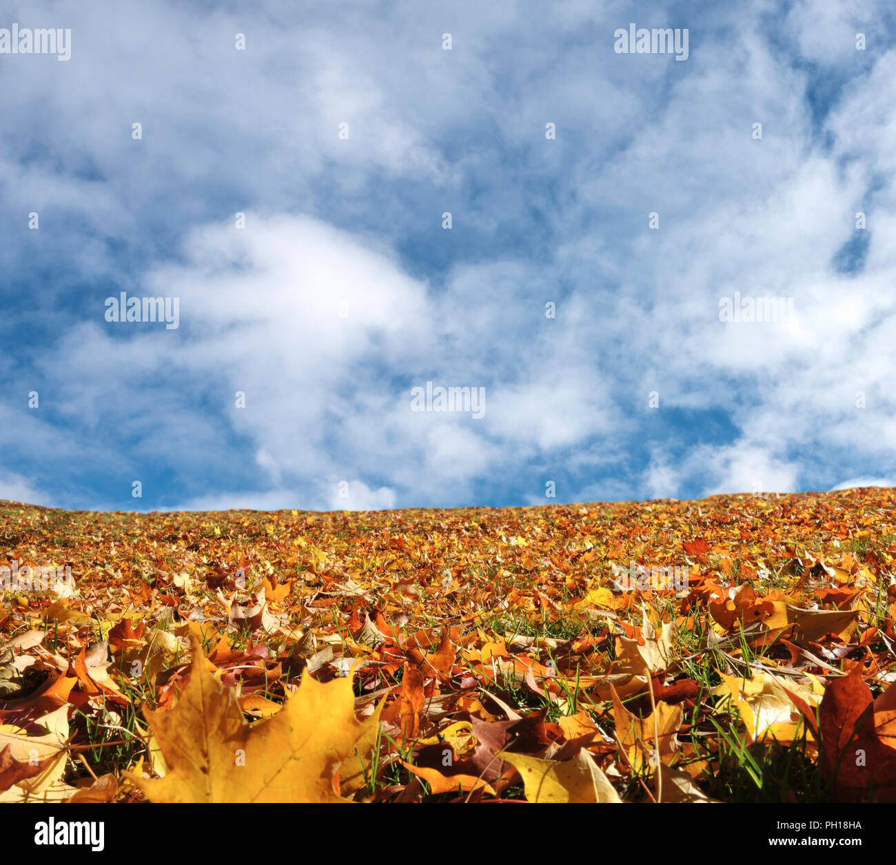 Herbst Gelb Maple Leafs und Crear Himmel Hintergrund Stockfoto