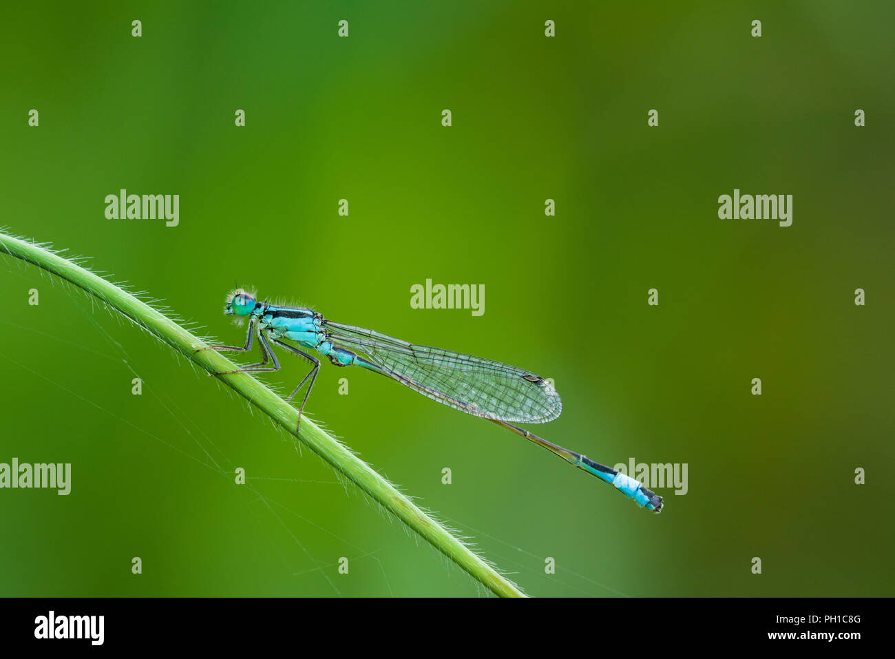 Blue-tailed Damselfly (Ischnura elegans) Männlich Stockfoto