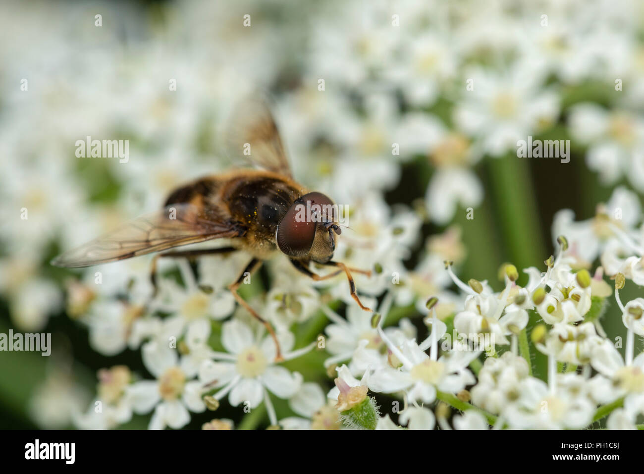 Konische Drohne Fliegen (Eristalis pertinax) Close-up auf eine Blume. Stockfoto
