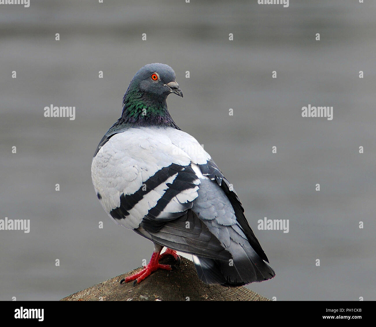 Taube Vogel auf einen Post mit schönen bunten Gefieder in seine Umwelt und Umgebung genießen Sie den Tag. Stockfoto