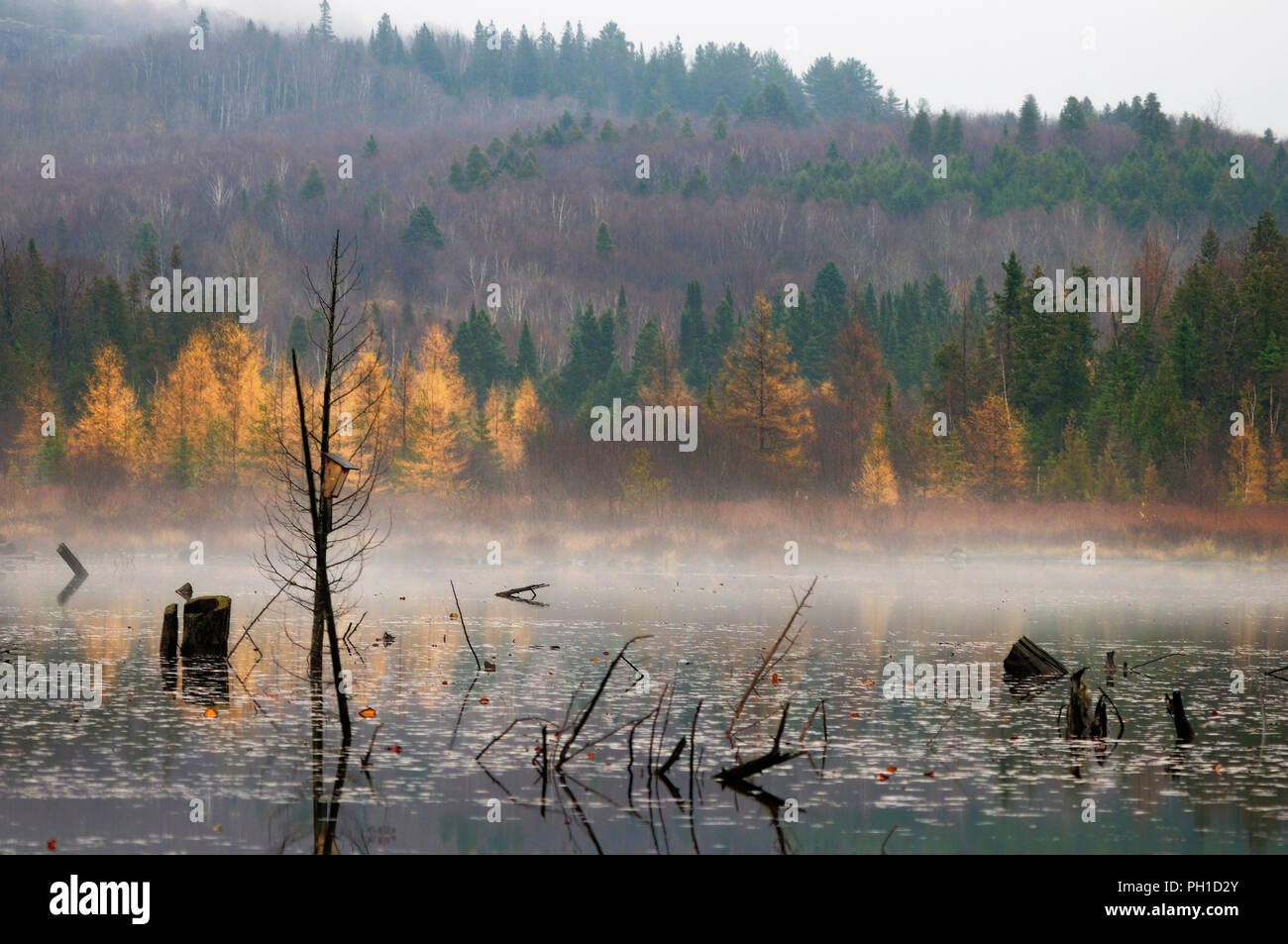 Herbst Landschaft Natur Szene. Stockfoto