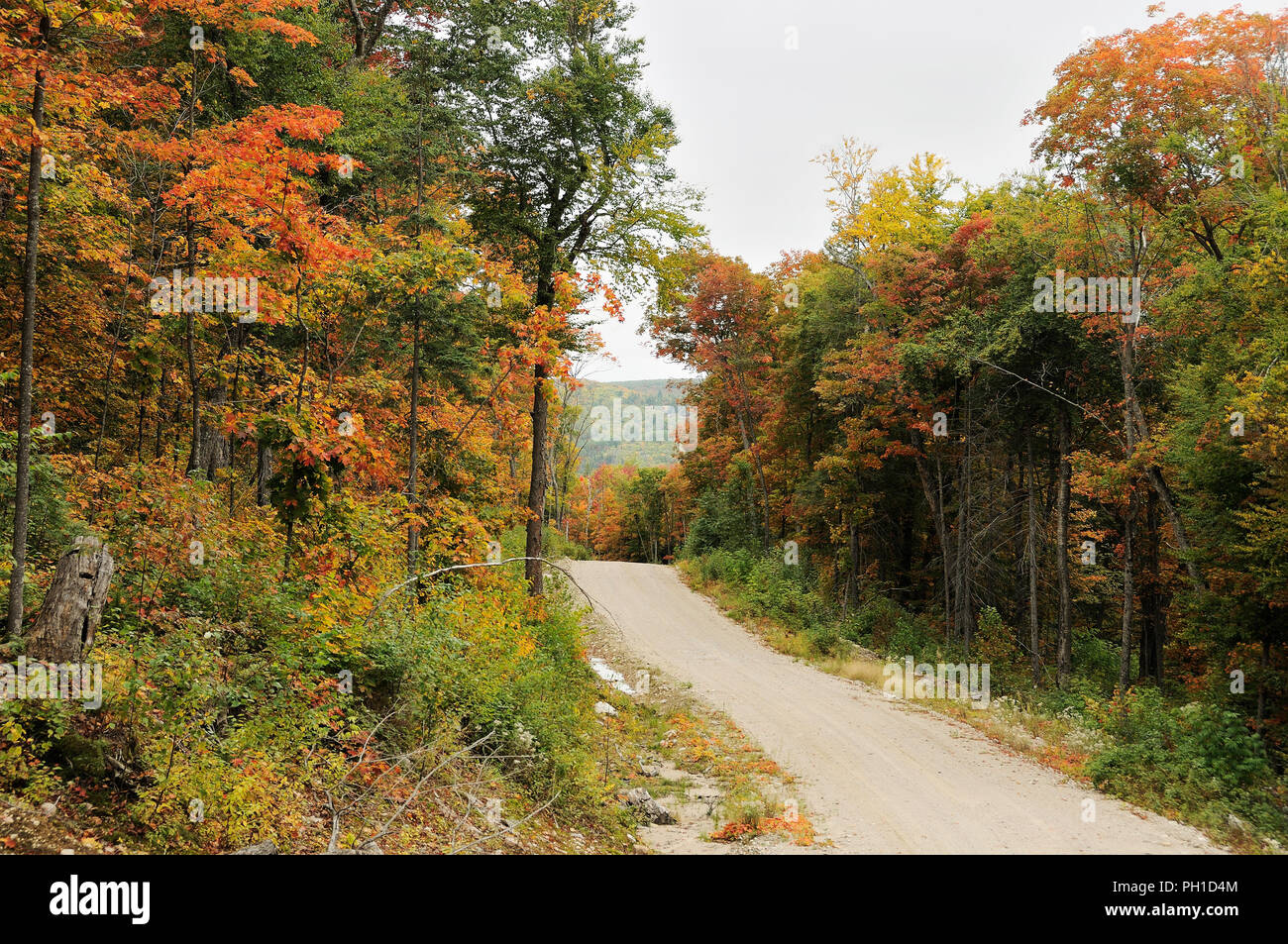 Herbst Landschaft Natur Szene. Stockfoto