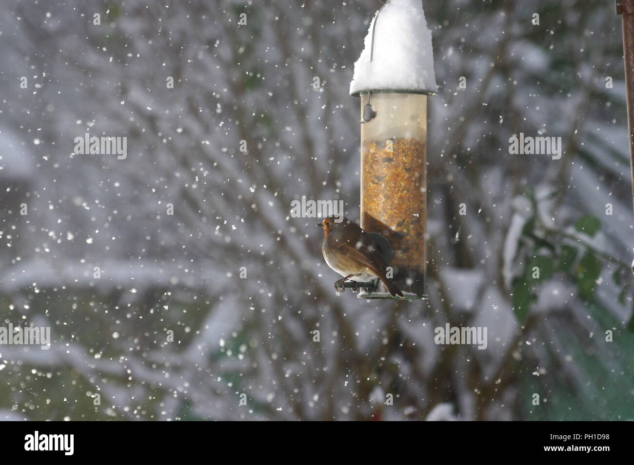 Robin im Schnee Stockfoto