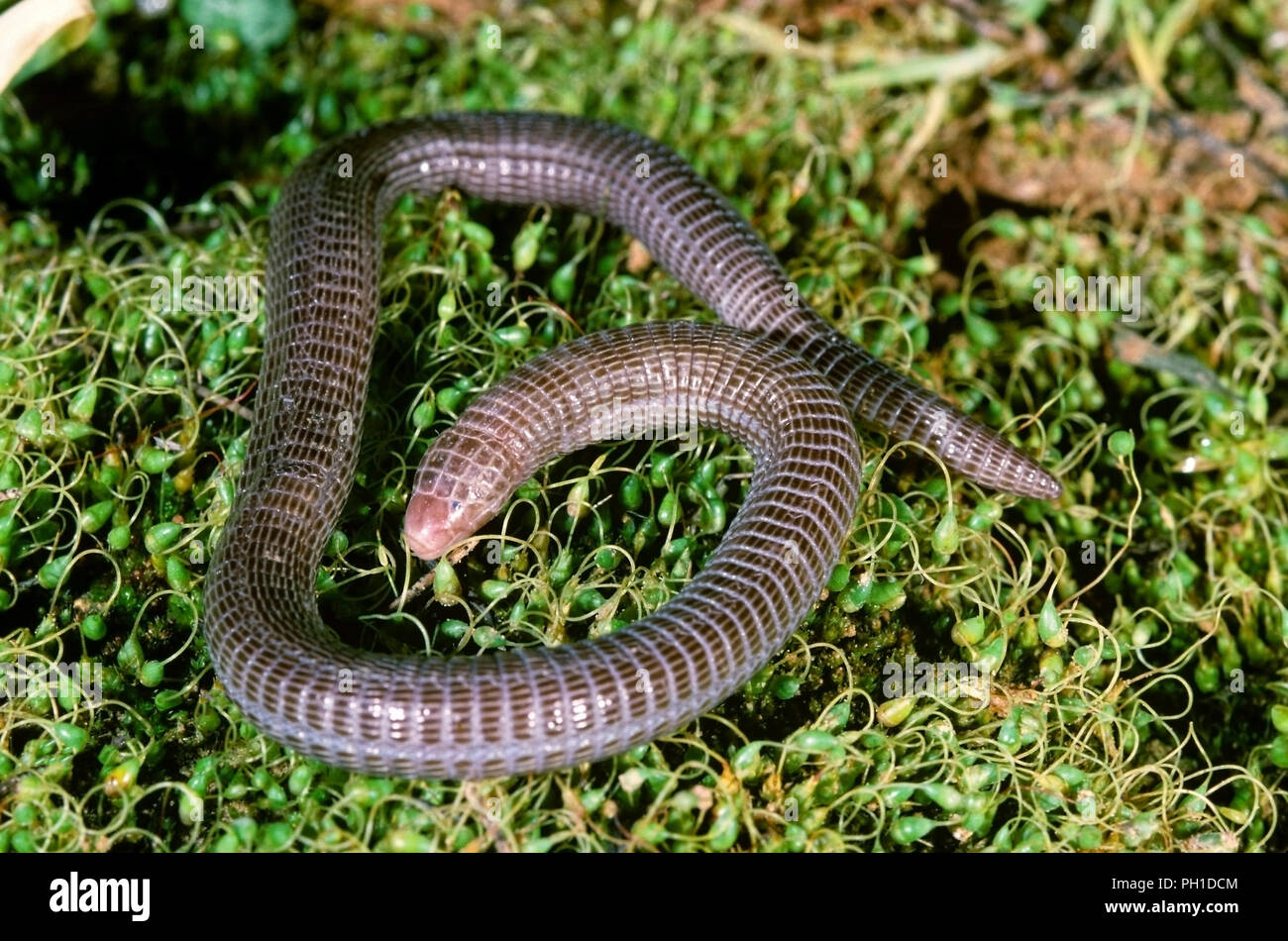 Iberischen Wurm Lizard (Blanus cinereus). Im südlichen Spanien. Europa Stockfoto