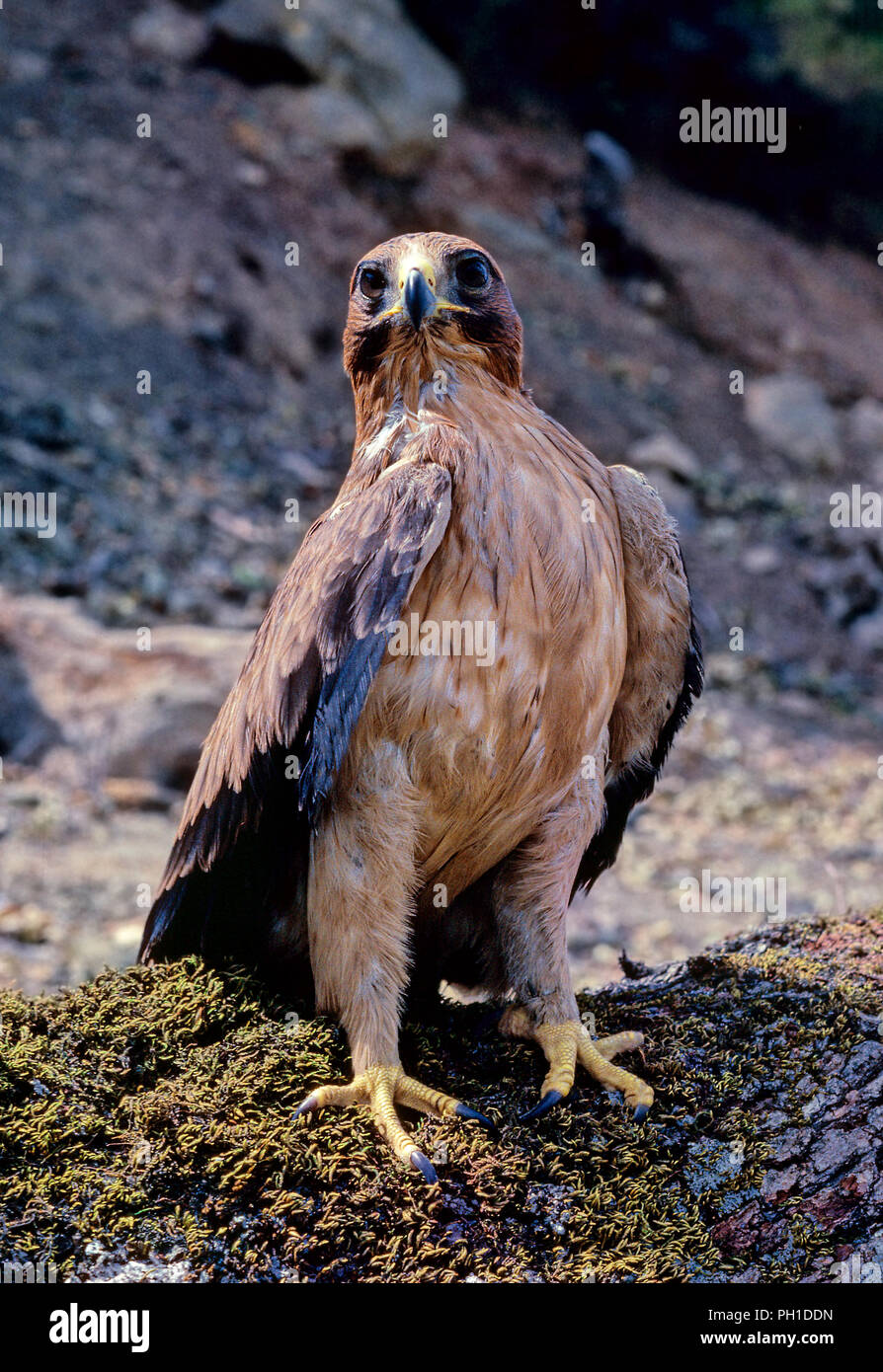 Zwergadler (Hieraaetus pennatus). Im südlichen Spanien. Europa Stockfoto