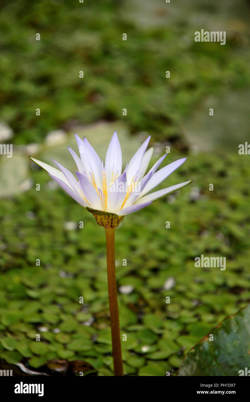 Lila Lotus in das grüne Wasser Garten. Im Hintergrund sehen Sie die grüne Lotus verlässt. Stockfoto