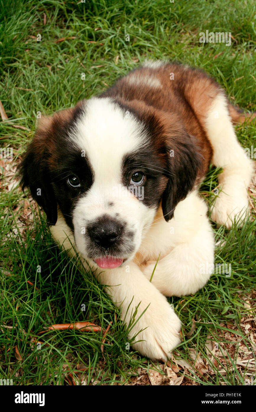 Bernhardiner Welpen kleiner Hund auf dem Rasen Stockfotografie - Alamy