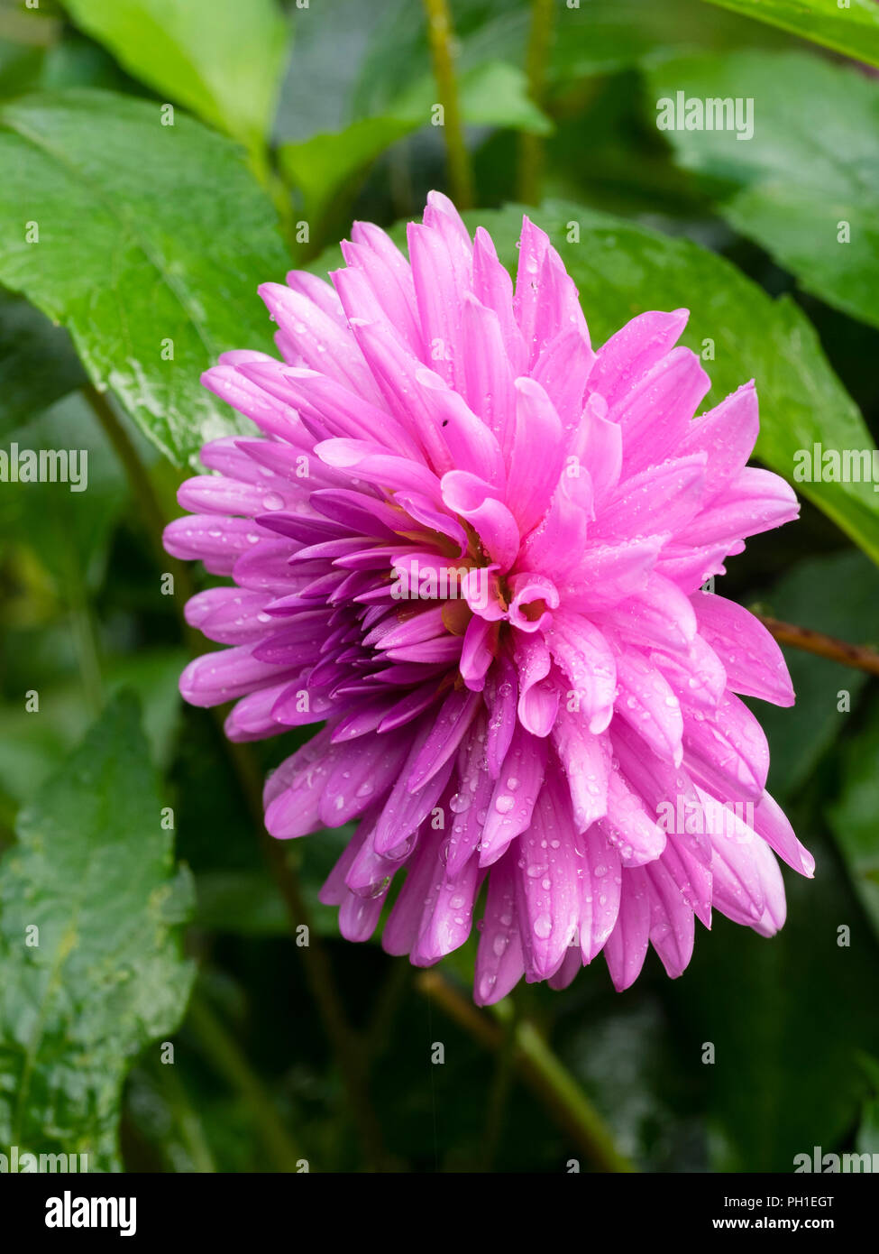 Halb Kaktus rosa Blume des Sommers bloming winterharte Knolle, Dahlie 'Pink Präferenz" Stockfoto
