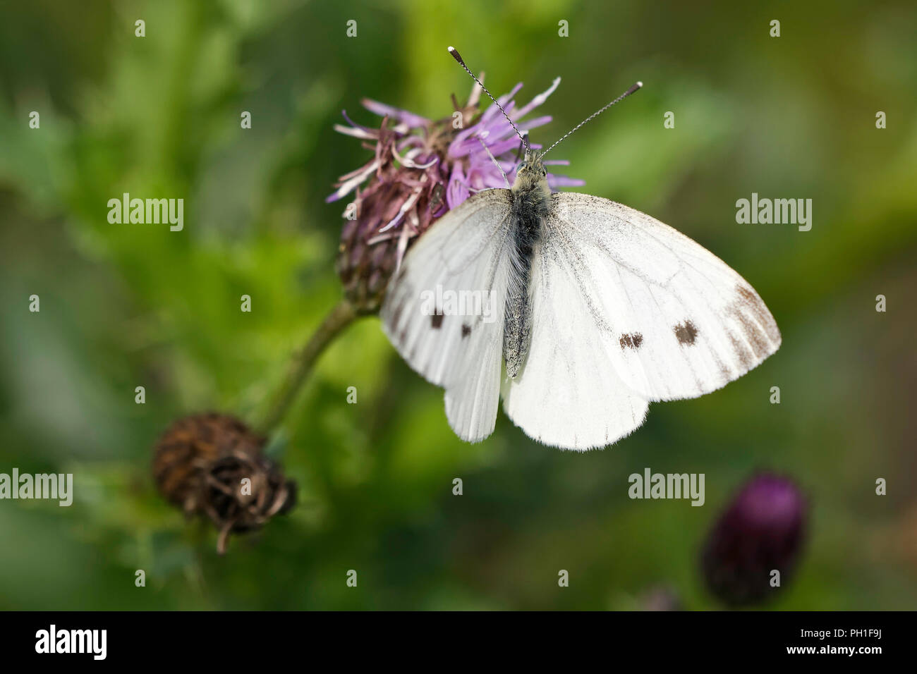 Weibliche kleine weiße butterfly Fütterung auf einer flockenblume Blume Stockfoto