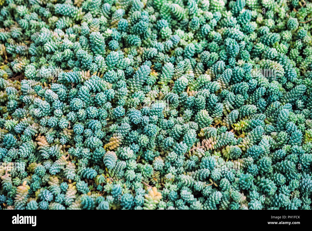 Viele kleine Graptopetalum Sukkulenten mit prallen Blüten sind blau, grün  und orange, Dünn und lang mit runden prallen Blätter der Pflanze  Stockfotografie - Alamy