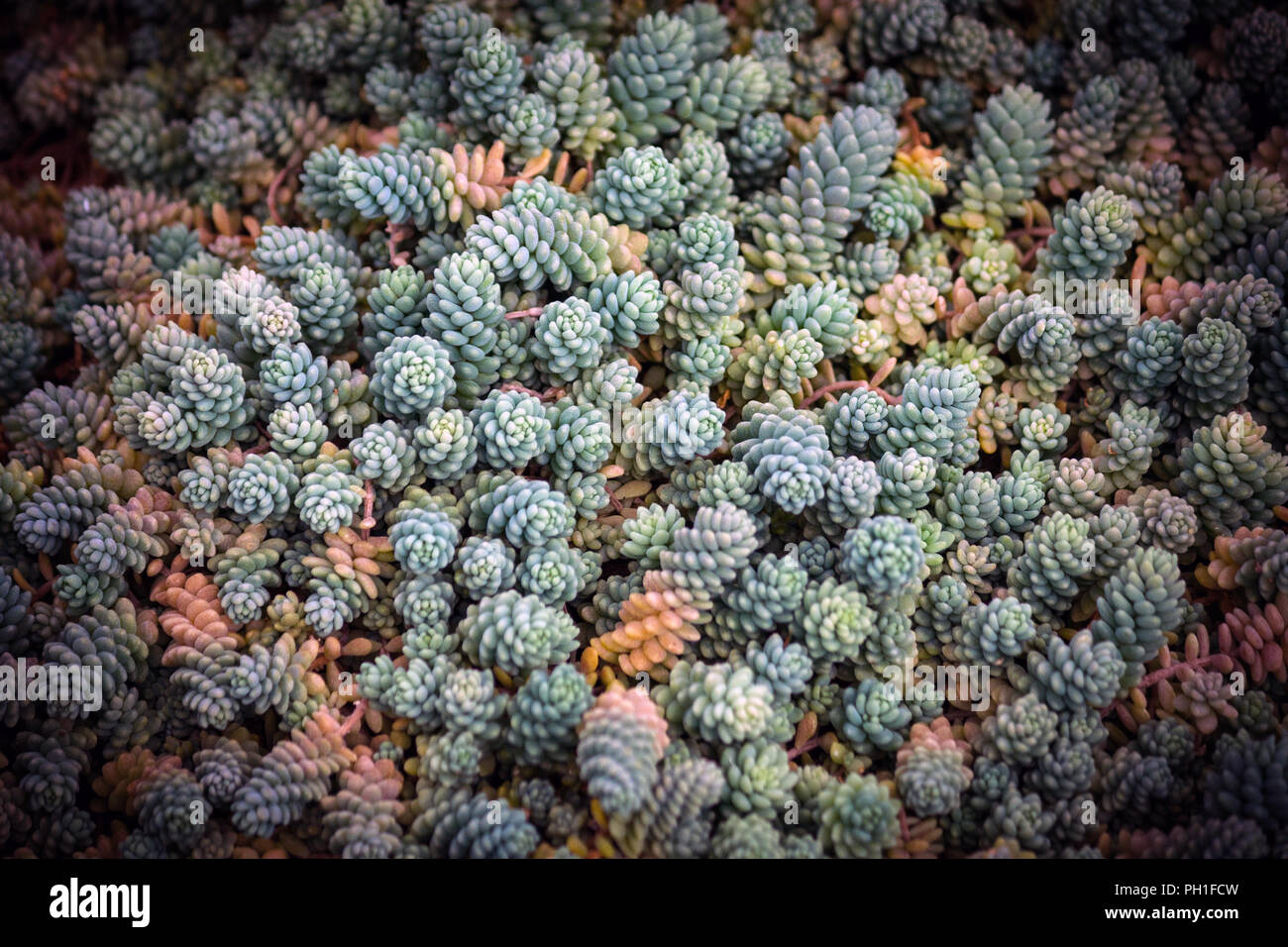 Viele kleine Graptopetalum Sukkulenten mit prallen Blüten sind blau, grün und orange, Dünn und lang mit runden prallen Blätter der Pflanze, schwarzer Rand Stockfoto